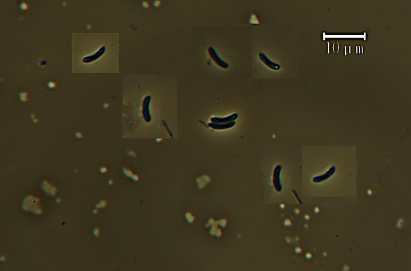 Lavoro - Crosta foto 0577 (Dacryobolus sudans)